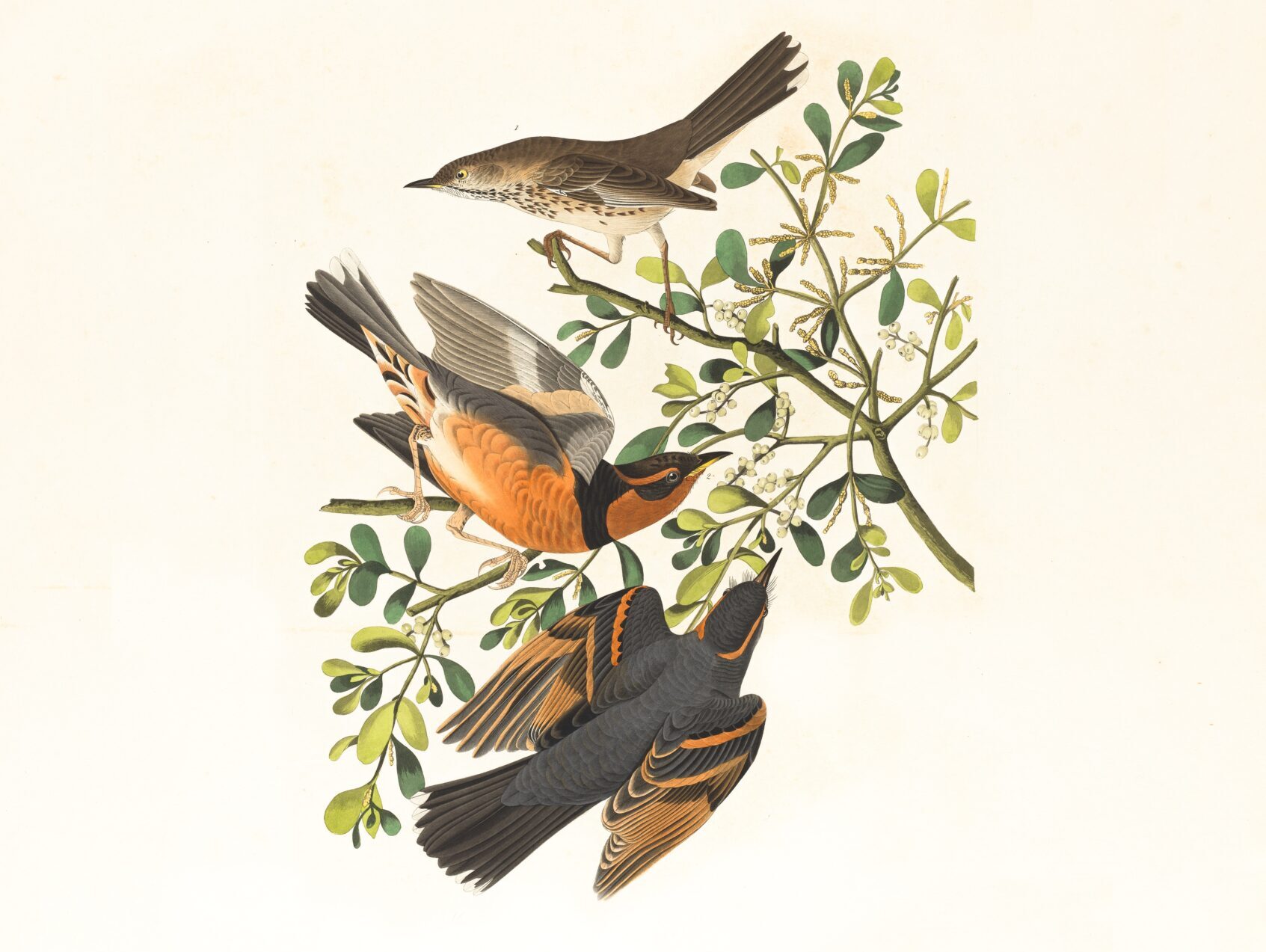 obrazek z trzema ptakami na gałęzi